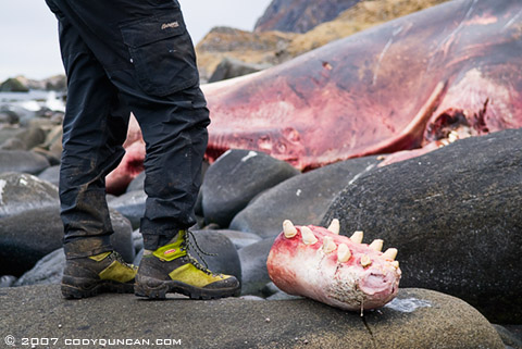 dead whale, Lofoten Islands, Norway