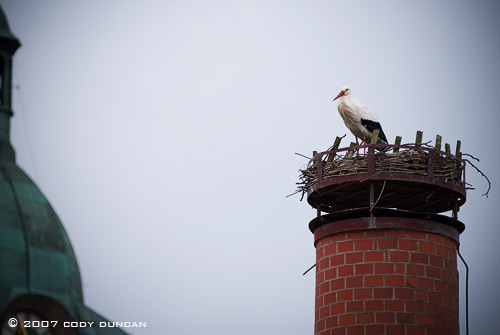 Storke and nest on chimney in Bavaria, Germany. Cody Duncan Photography