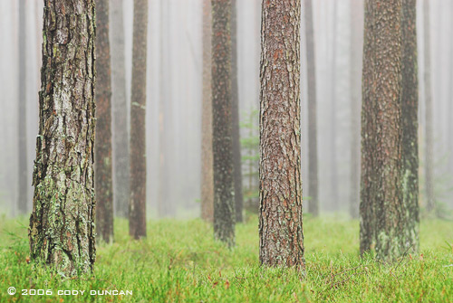 © Cody Duncan photography.  Foggy German Forest, Bavaria