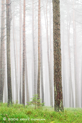 © Cody Duncan photography.  Foggy German Forest, Bavaria