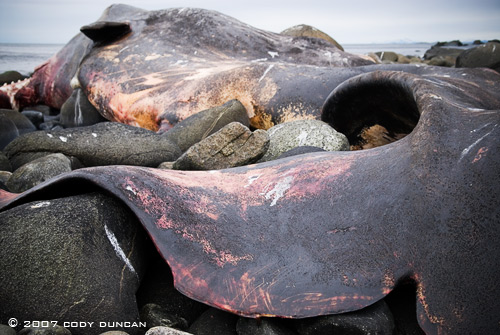 dead whale lofoten norway