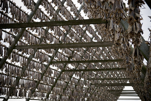 drying cod stockfish lofoten norway