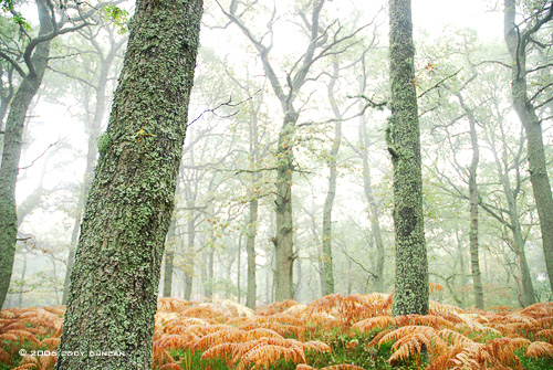 © Cody Duncan Photography. Foggy forest after rain near Pitlochry, Scotland