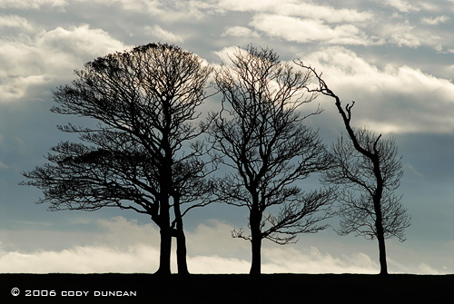 © Cody Duncan Photography.  Barren winter trees in Caernarfon, Wales