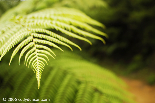 New Zealand travel photo: Fern along Queen Charlotte track.  © Cody Duncan Photography