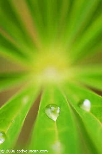 New Zealand Travel Photo: detail of leaf with rain drop.  © Cody Duncan Photography