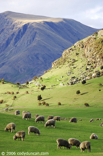 Sheep in pasture near Wanaka, New Zealand. © Cody Duncan Photography