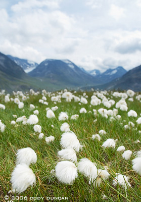 Bog cotton in mountains of Jotunheimen national park, Norway.  © Cody Duncan Photography