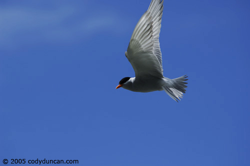 New Zealand nature photo: Tern in flight. © Cody Duncan Photography