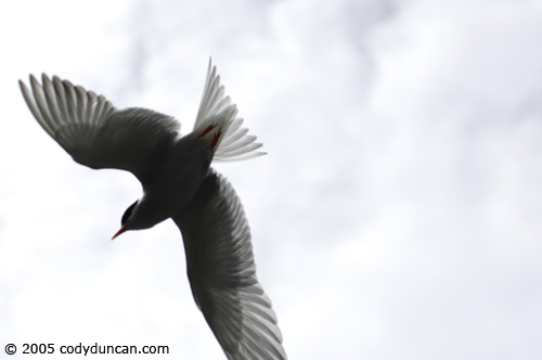 New Zealand nature photo: Tern in flight. © Cody Duncan Photography