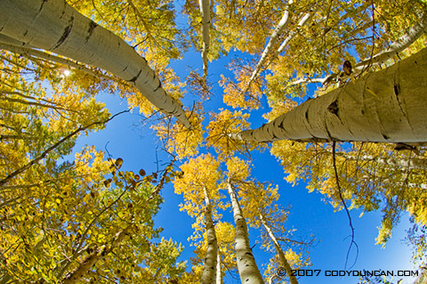 Cody Duncan Stock Photo: Fall colors on Aspens in Sierra Nevada Mountains, California. © Cody Duncan Photography