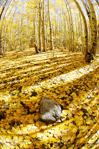 Cody Duncan Stock Photography: yellow Aspen trees and fallen leaves in Autumn, Sierra Nevada Mountains, California. © Cody Duncan photography