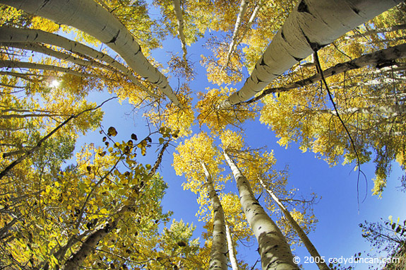 Cody Duncan stock photography: Autumn colors of Aspens in Sierra Nevada Mountains, California. © Cody Duncan photography