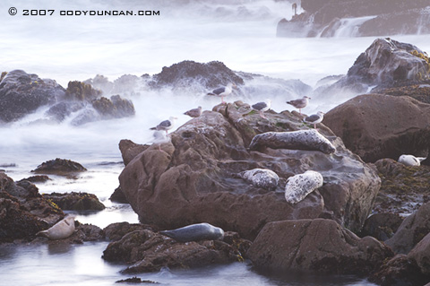 Cody Duncan Stock Photography: Seals on rocks at Salt Rock state park, California. © Cody Duncan photography