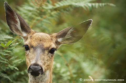 Cody Duncan Stock Photography: Mule deer. © Cody Duncan photography