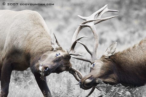 Cody Duncan Stock Photography: elk fighting. © Cody Duncan photography