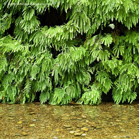Cody Duncan Stock Photography: Ferns along river. © Cody Duncan photography