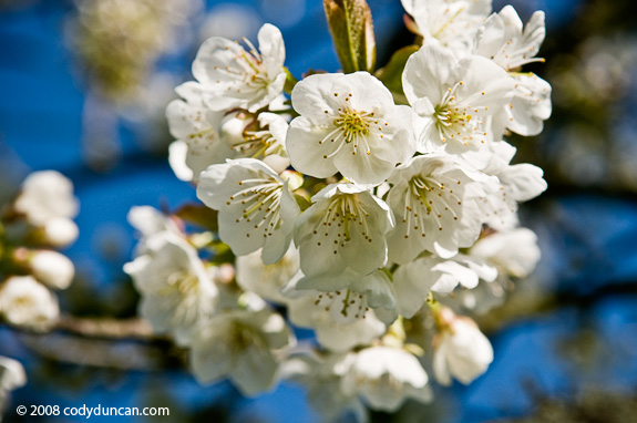 Cherry tree flower, Germany. Cody Duncan travel stock photography