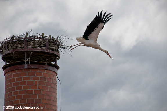 Cody Duncan Europe Stock travel photography: Stork on old Chimney, Germany