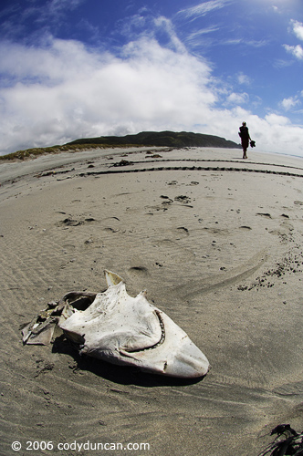 Stock travel Photo: Shark head washed ashore on beach at Farewell Spit, New Zealand. © Cody Duncan photography