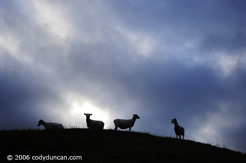 Stock travel Photo: Sheep, New Zealand. © Cody Duncan photography