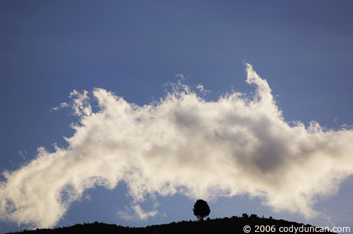 Stock travel Photo: Tree and clouds, New Zealand. © Cody Duncan photography