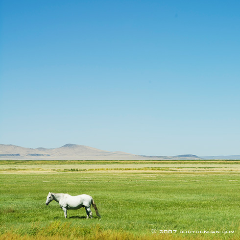 Cody Duncan Stock Photography: White horse in field. © Cody Duncan Photography