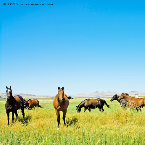 Cody Duncan Stock Photography: Herd of horses in field. © Cody Duncan Photography