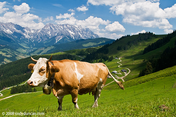 Cow in meadow in Austrian Alps. © Cody Duncan Photography