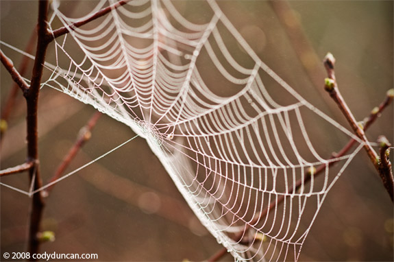 Cody Duncan Stock Photography: Spiderweb covered with morning dew