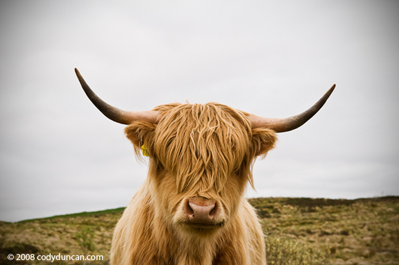Stock photo: scottish highland cow, Scotland. Cody Duncan stock photography