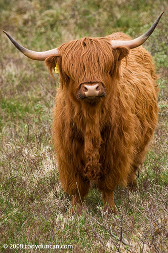 Stock photo: Scottish highland cow, Scotland. Cody Duncan stock photography