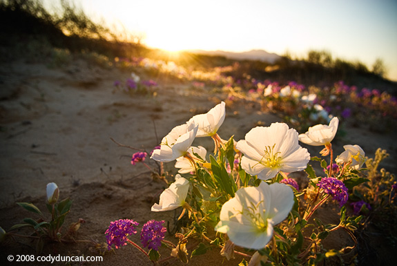 Cody Duncan stock photography: Spring wildflower in desert of Baja California, Mexico