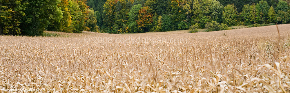 Germany Stock panoramic photography: Late autumn corn field and colorful trees, Franconia, Germany. Cody Duncan Photography