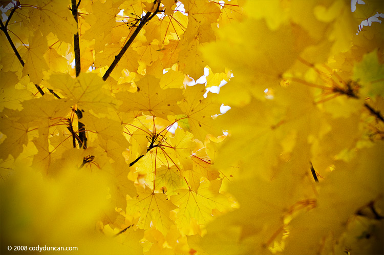 golden autumn leaves on tree - Cody Duncan Photography