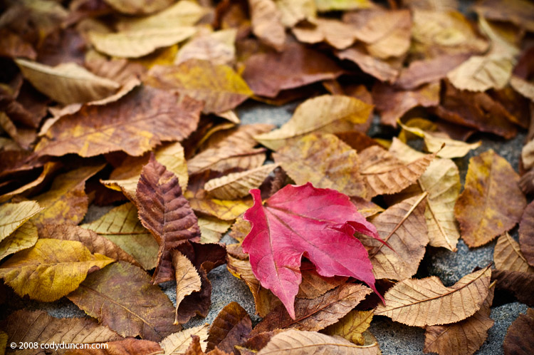 autumn leaves on ground - Cody Duncan Photography