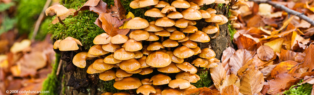 Nikon 85mm Tilt-Shift lens macro panoramic photo: Forest Mushrooms. Cody Duncan Photography