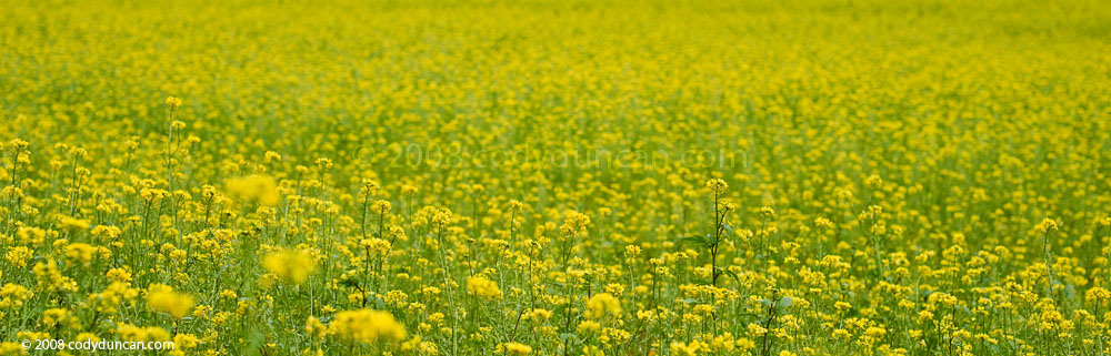 Germany Stock panoramic photography: Mustard field, Franconia, Germany. Cody Duncan Photography