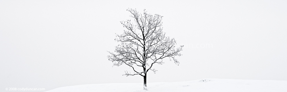 winter landscape stock photo: Panoramic landscape photo of snow covered oak tree, Walberla hill, Germany. Cody Duncan photography
