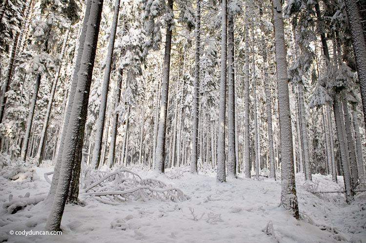 Landscape stock photo: snow covered forest, Oberpfalz - Bavaria, Germany