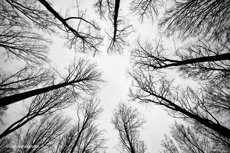 Stock photo: overcast skies and barren trees in winter, Germany