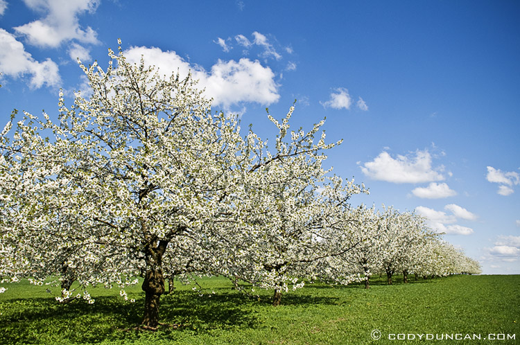 Germany travel stock photography:  Cherry tree blossom in spring, Franconia, Bavaria, Germany