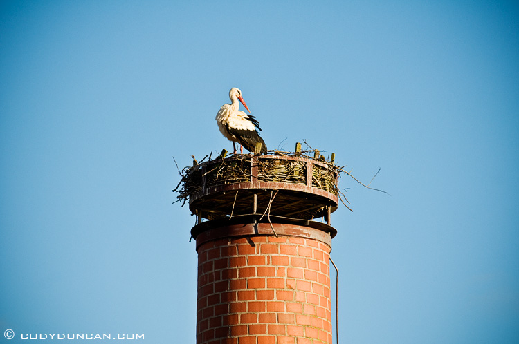 Stork nest on chimney, Bavaria, Germany