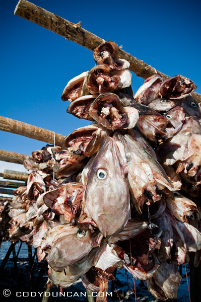 Cod stockfish heads, lofoten islands, Norway