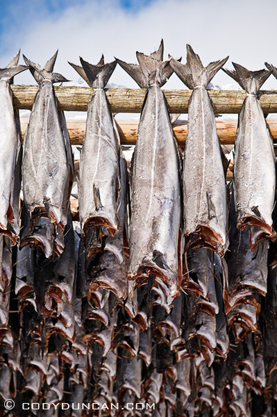 Cod stockfish hang to dry in winter, lofoten islands, Norway