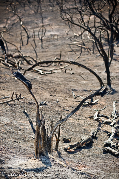 burned bushes and hillside, jesusita fire, santa barbara, California, May 11 2009