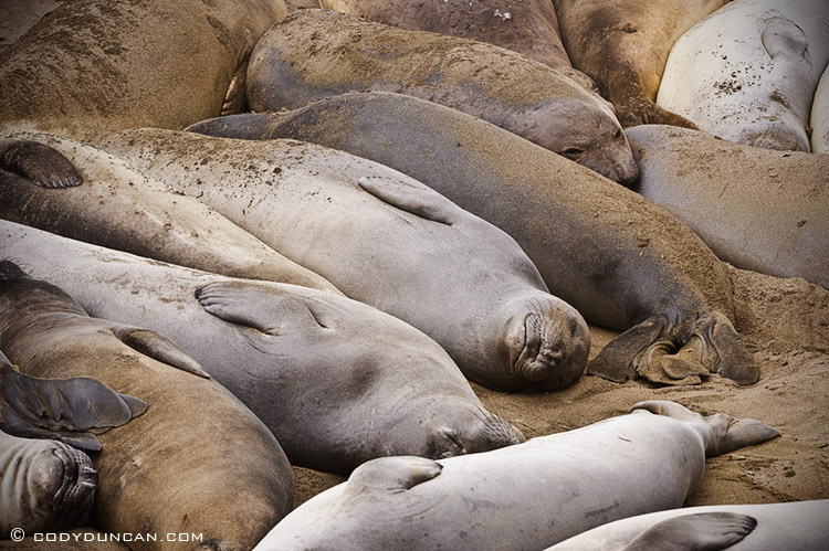 Northern elephant seals - Mirounga angustirostris - on beach at Piedras Blancas north of San Simeon, California. Cody Duncan photography