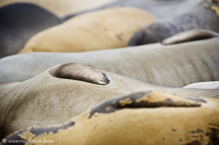 Northern elephant seals - Mirounga angustirostris - on beach at Piedras Blancas north of San Simeon, California. Cody Duncan photography