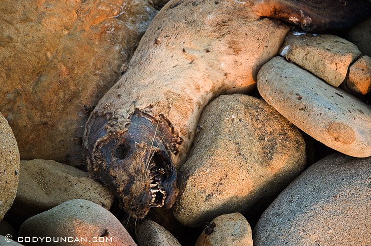Dead seal pup on beach, Salt Point state park, California