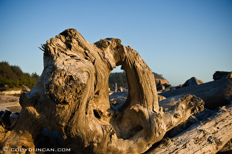 Prairie Creek Redwoods state park, California- Driftwood at Gold Bluffs Beach
